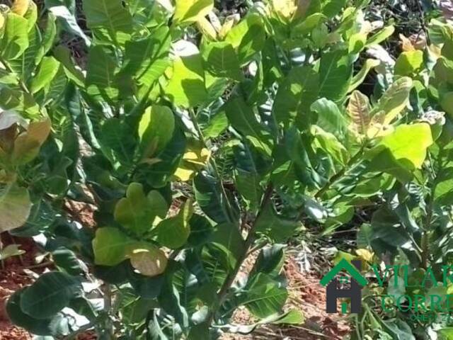 Sítio para Venda em Oliveira - 4
