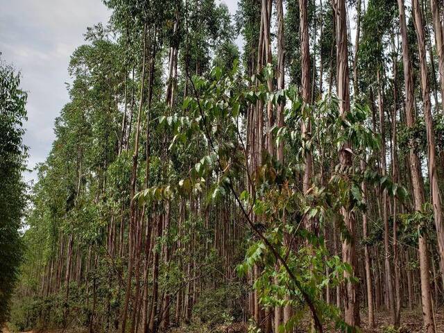 #3135 - Fazenda para Venda em São Gonçalo do Abaeté - MG - 3