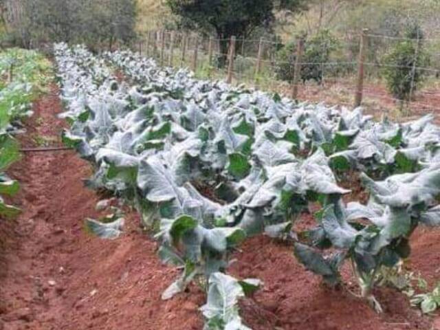 Venda em ROÇAS NOVAS - Caeté