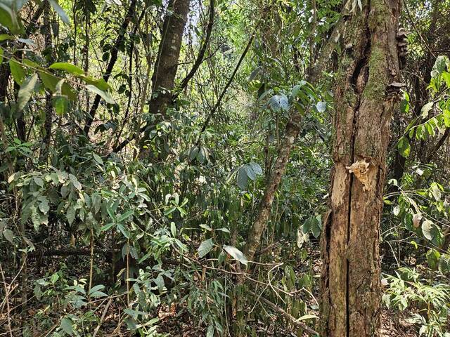 Lote para Venda em Brumadinho - 5