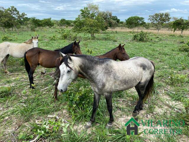 Fazenda para Venda em Bocaiúva - 4