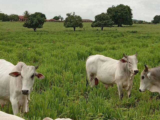 #4191 - Fazenda para Venda em Manga - MG - 2