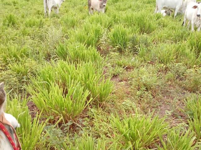 Fazenda para Venda em Manga - 4