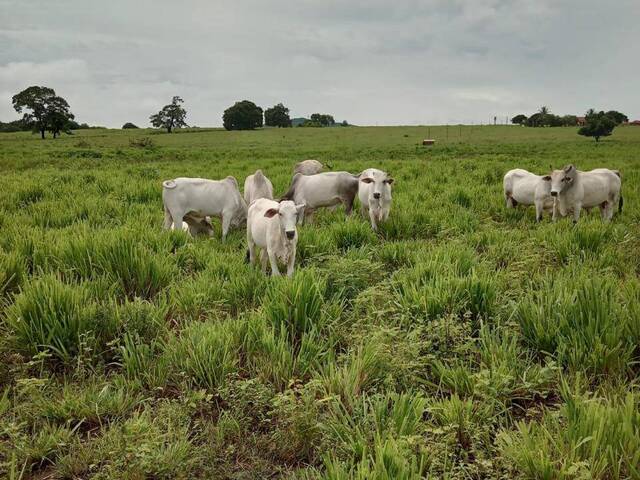 Fazenda para Venda em Manga - 5