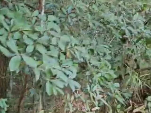 Sítio para Venda em Rio Acima - 5
