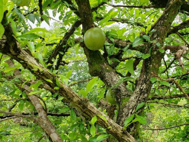 #4348 - Fazenda para Venda em Belo Horizonte - MG - 2
