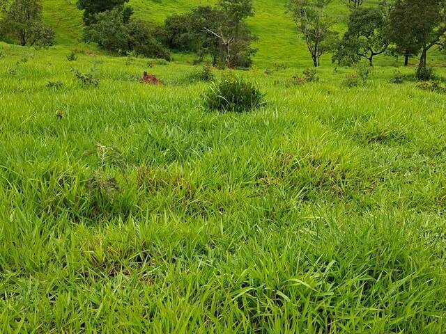 #4404 - Área para Venda em Carmópolis de Minas - MG - 3