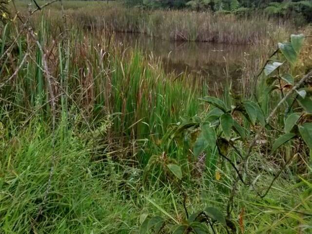 #3020 - Sítio para Venda em Bom Jesus do Amparo - MG - 2