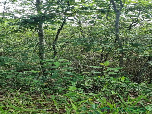 Lote para Venda em Esmeraldas - 4