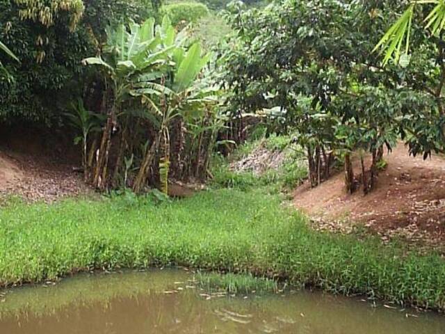 Sítio para Venda em Ponte Nova - 4