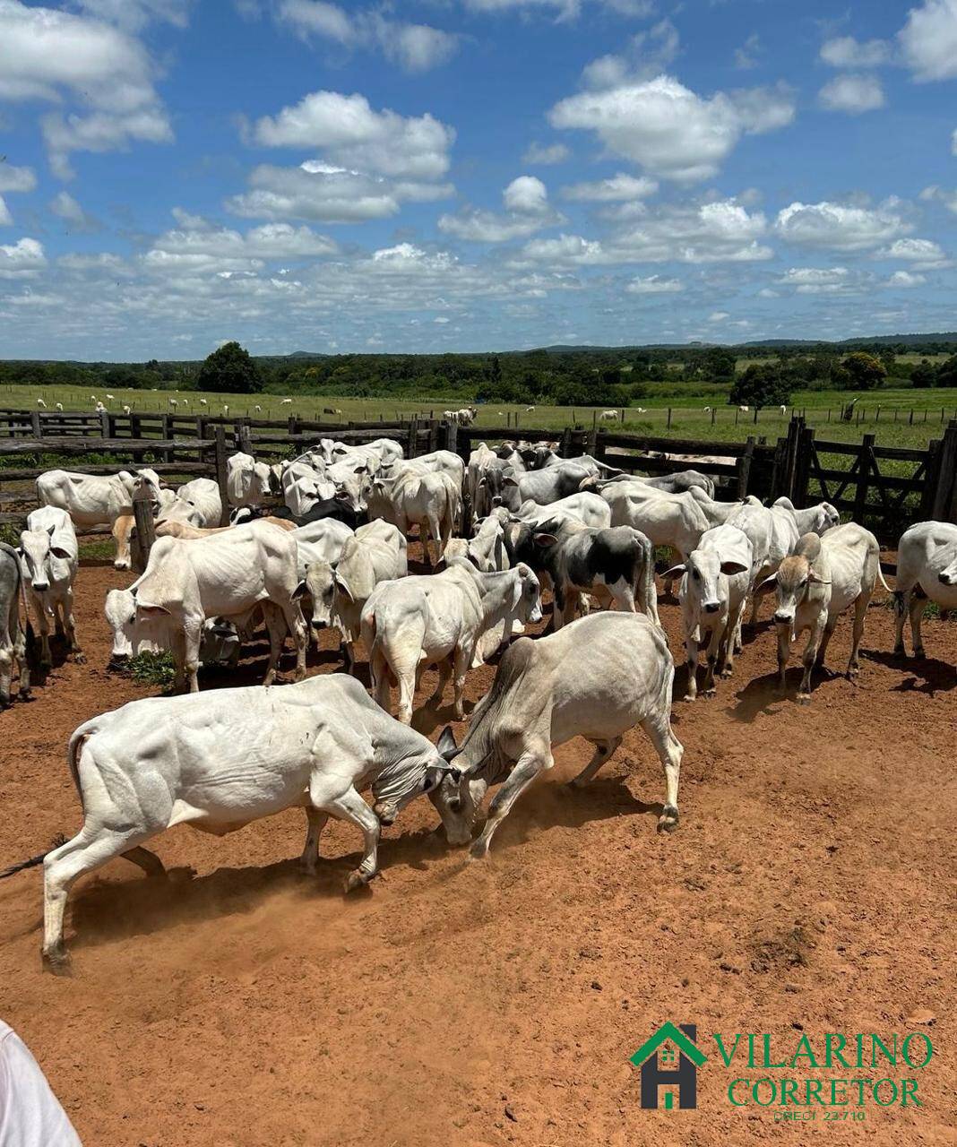 Fazenda, 610 hectares - Foto 16