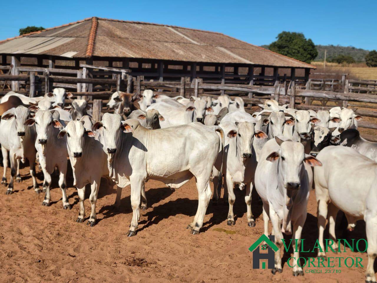 Fazenda, 610 hectares - Foto 18
