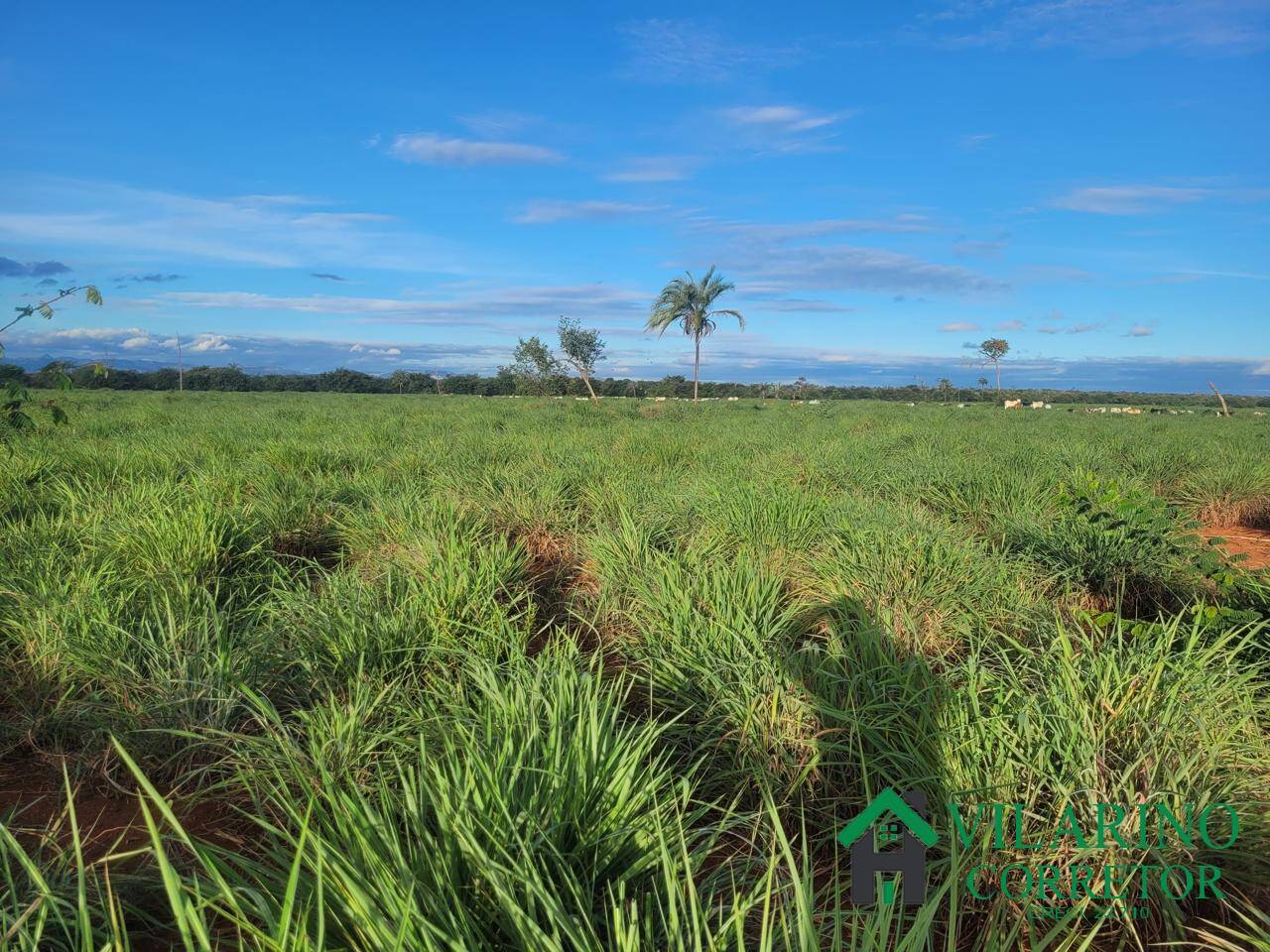 Fazenda, 610 hectares - Foto 21