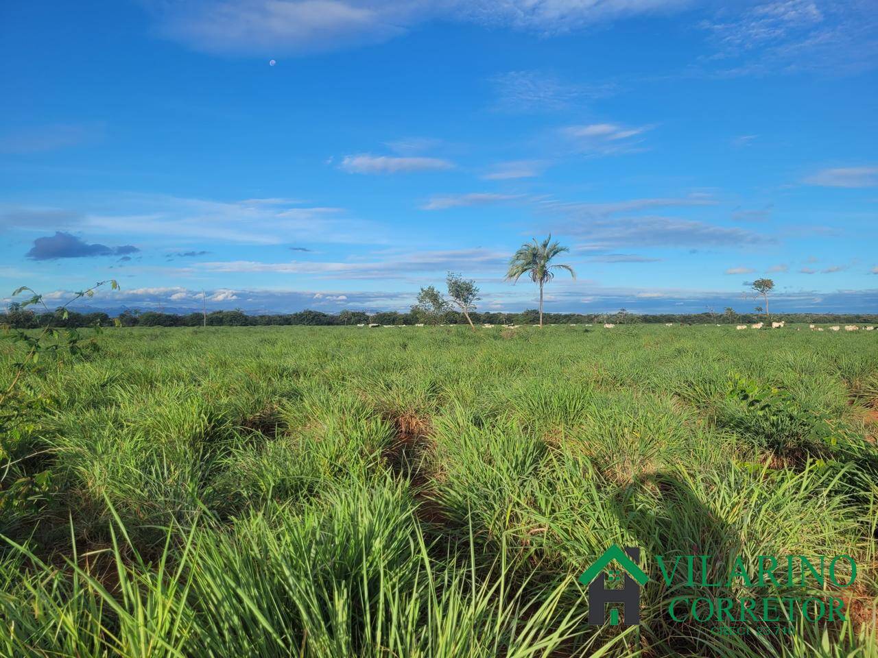 Fazenda, 610 hectares - Foto 22