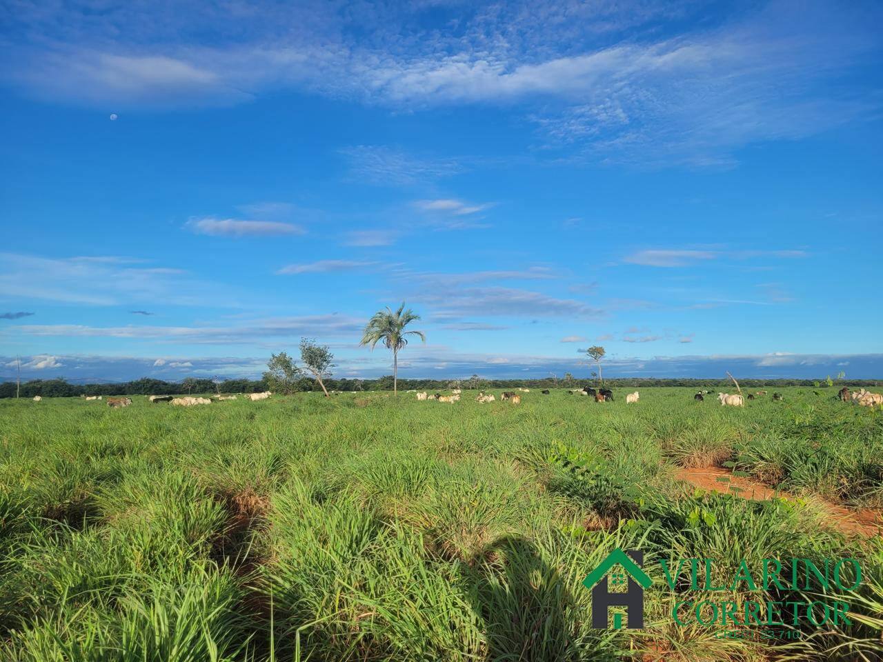 Fazenda, 610 hectares - Foto 23