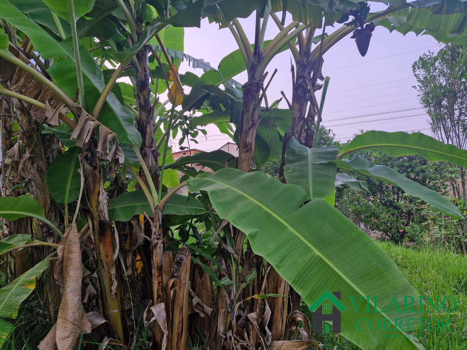 Casa, 3 quartos - Foto 26