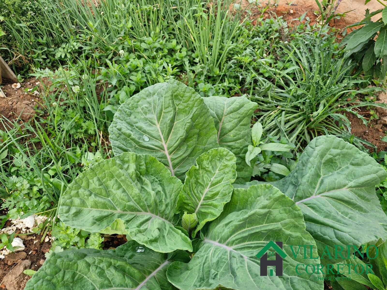 Casa, 3 quartos - Foto 33