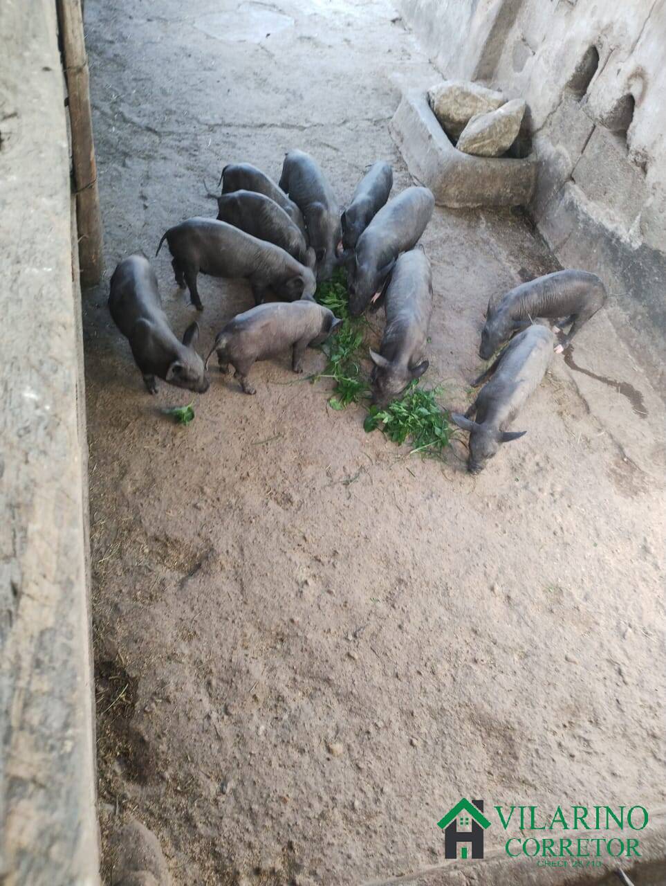 Fazenda, 97 hectares - Foto 19