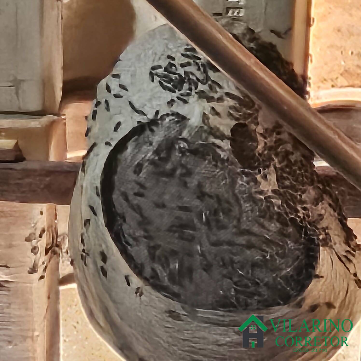 Sítio, 3 quartos, 3 hectares - Foto 12