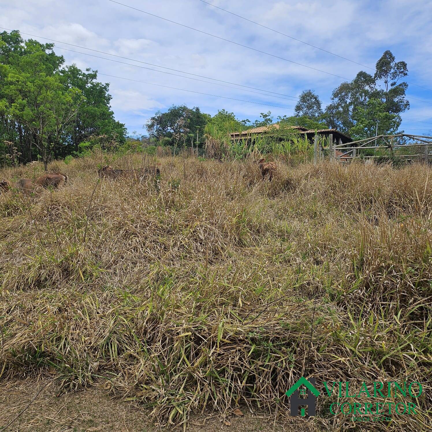 Sítio, 3 quartos, 3 hectares - Foto 19