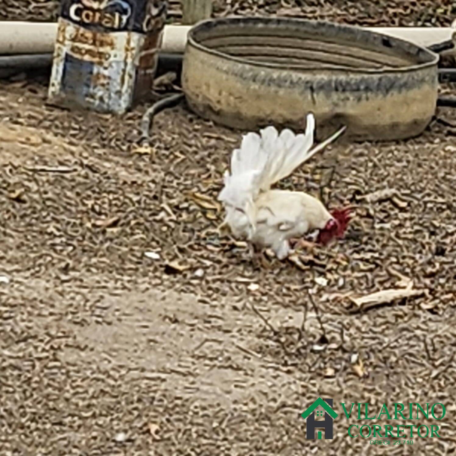 Sítio, 3 quartos, 3 hectares - Foto 26