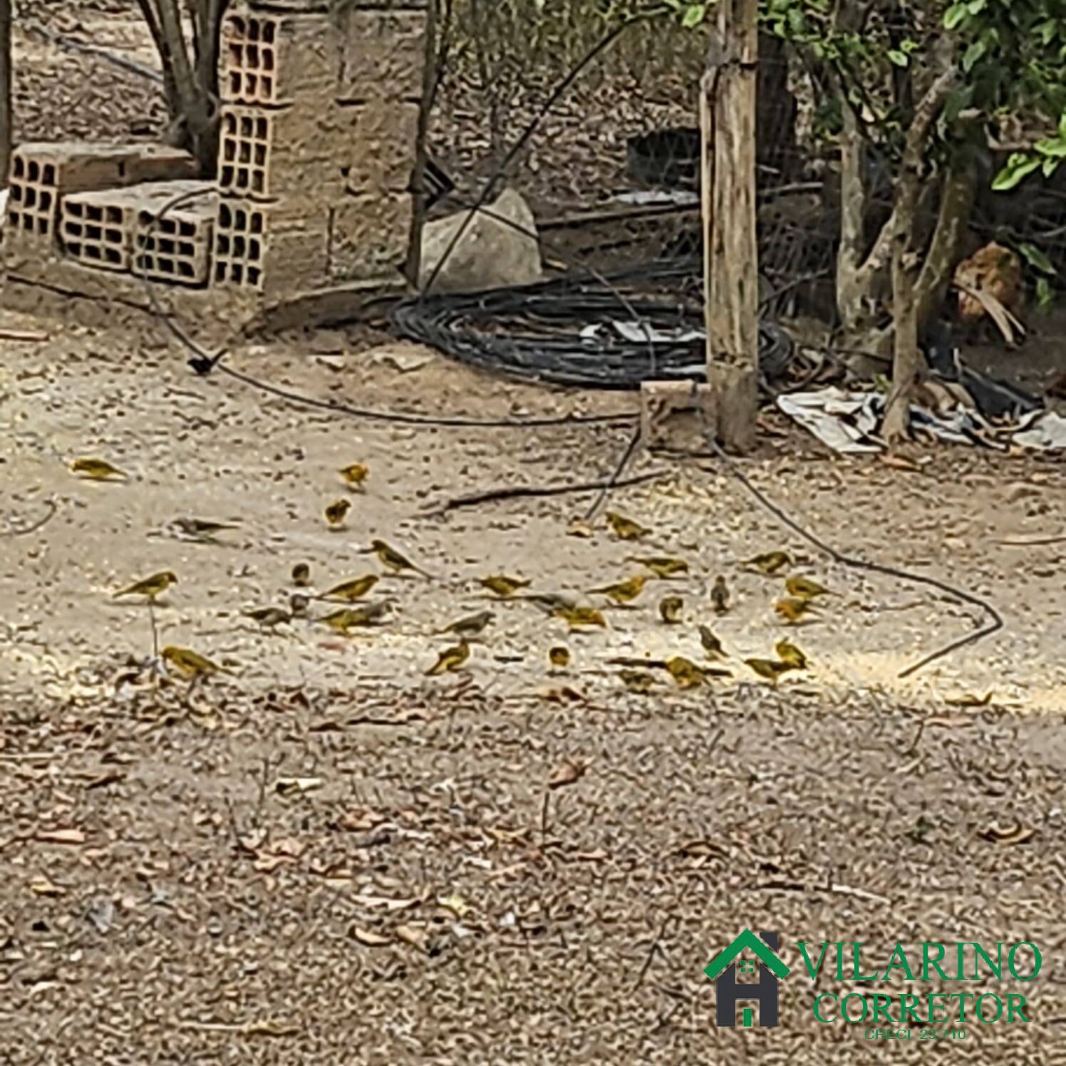 Sítio, 3 quartos, 3 hectares - Foto 25