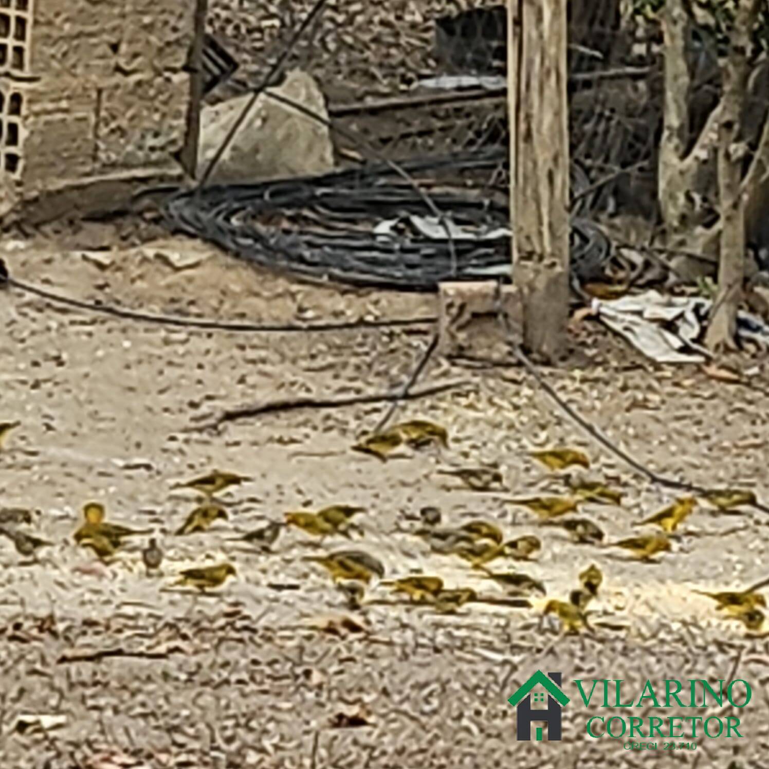 Sítio, 3 quartos, 3 hectares - Foto 3