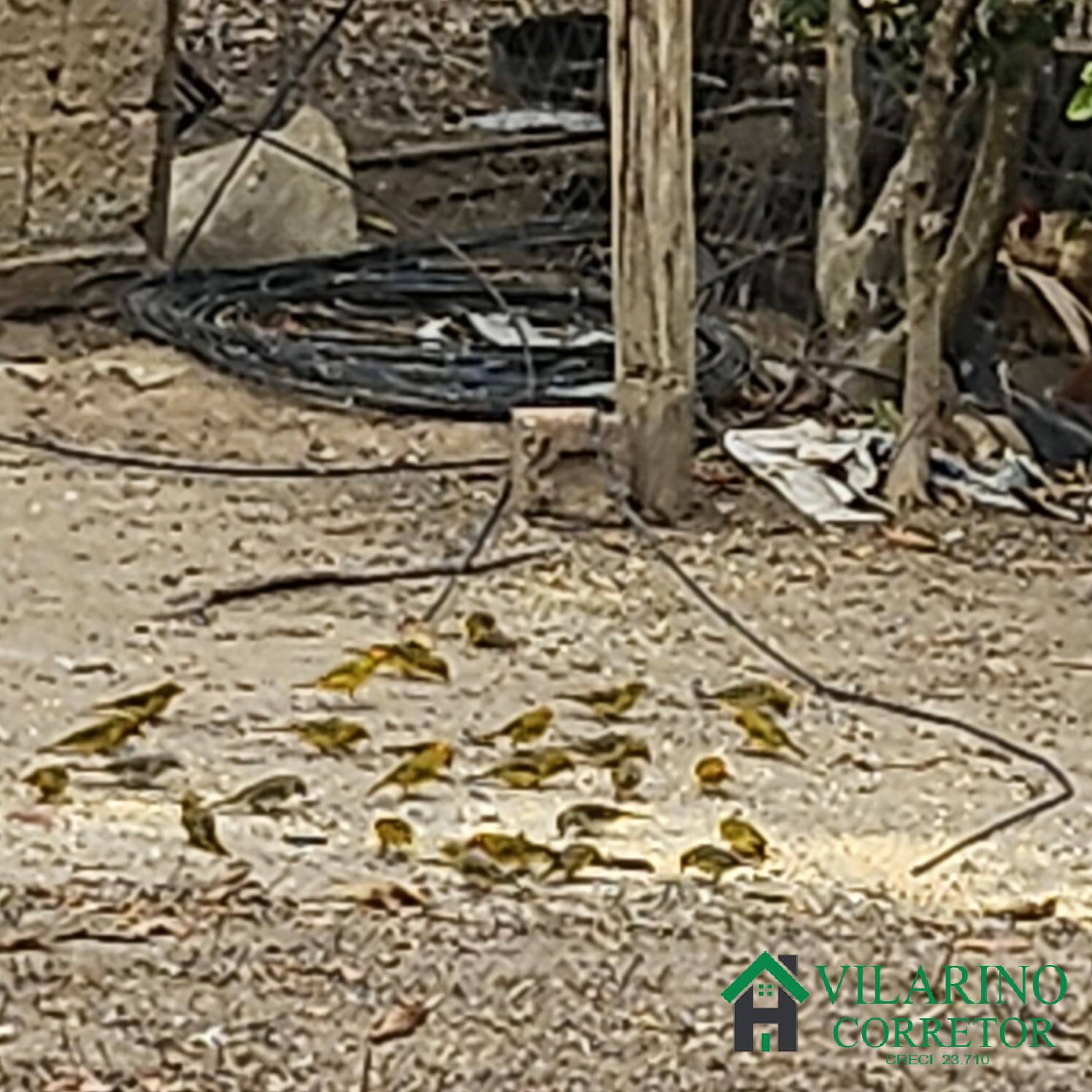 Sítio, 3 quartos, 3 hectares - Foto 27