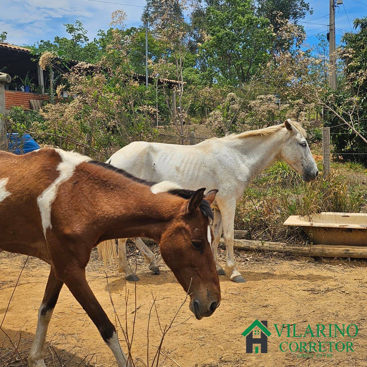 Sítio, 3 quartos, 3 hectares - Foto 31