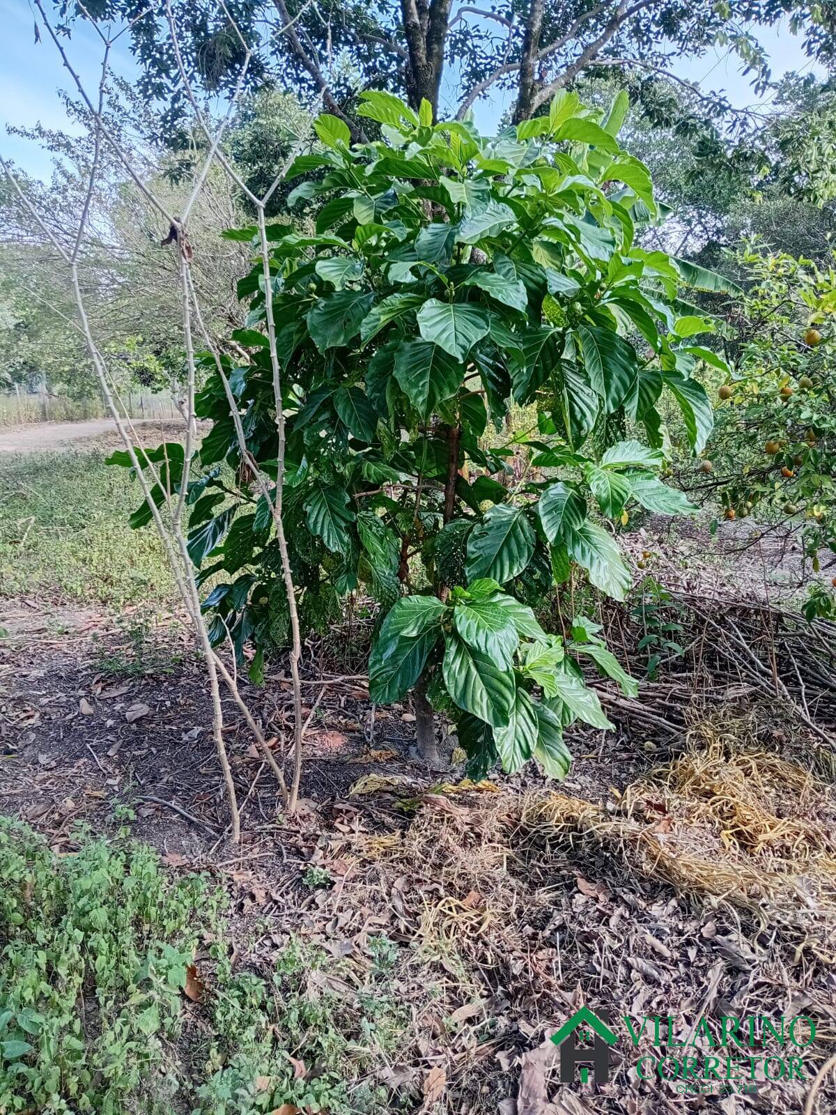 Foto 11