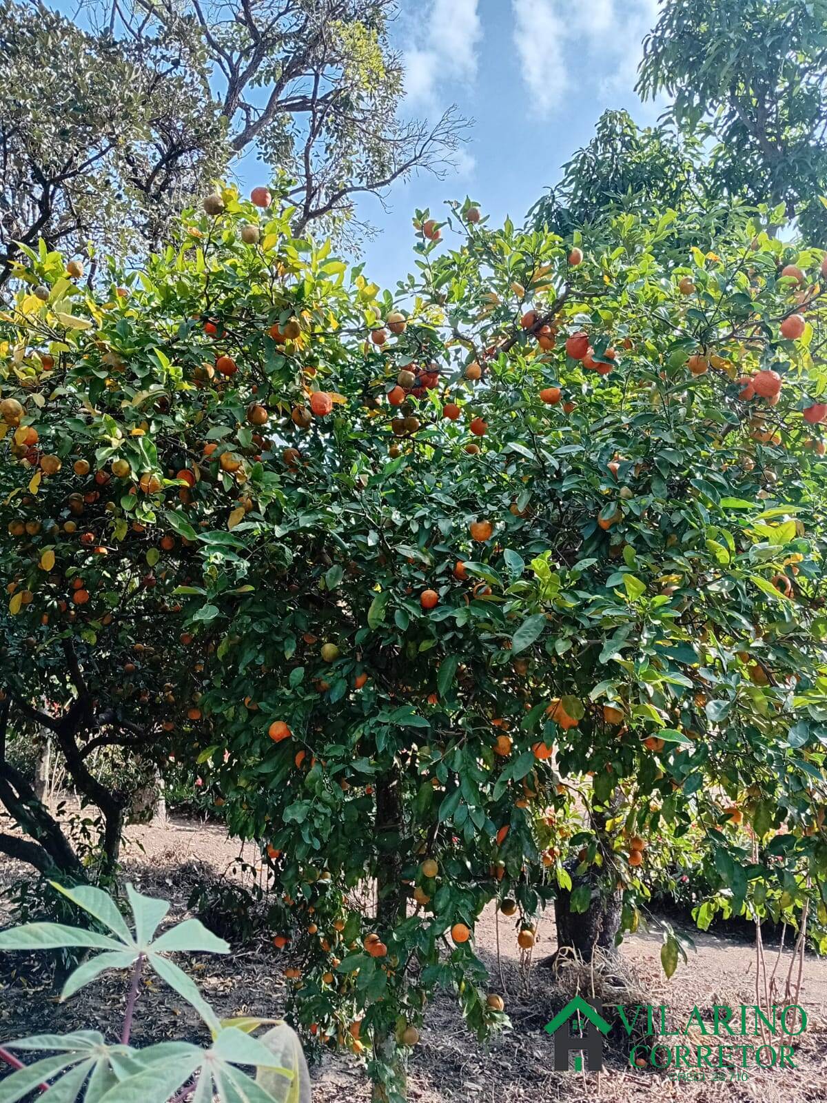 Foto 15